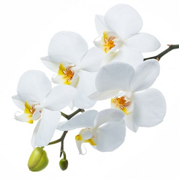 Стол обеденный Танго белый/Орхидея в Артёмовске - artyomovsk.mebel54.com | фото